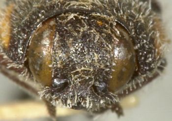 Media type: image;   Entomology 24409 Aspect: head frontal view